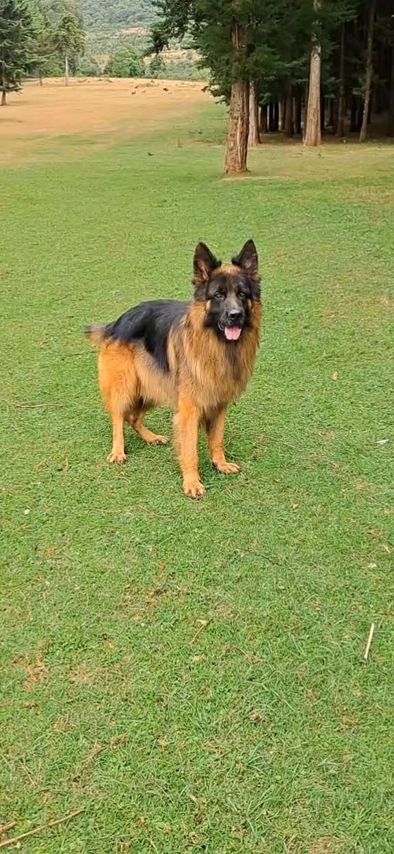 @Kims Kennel 🇰🇪