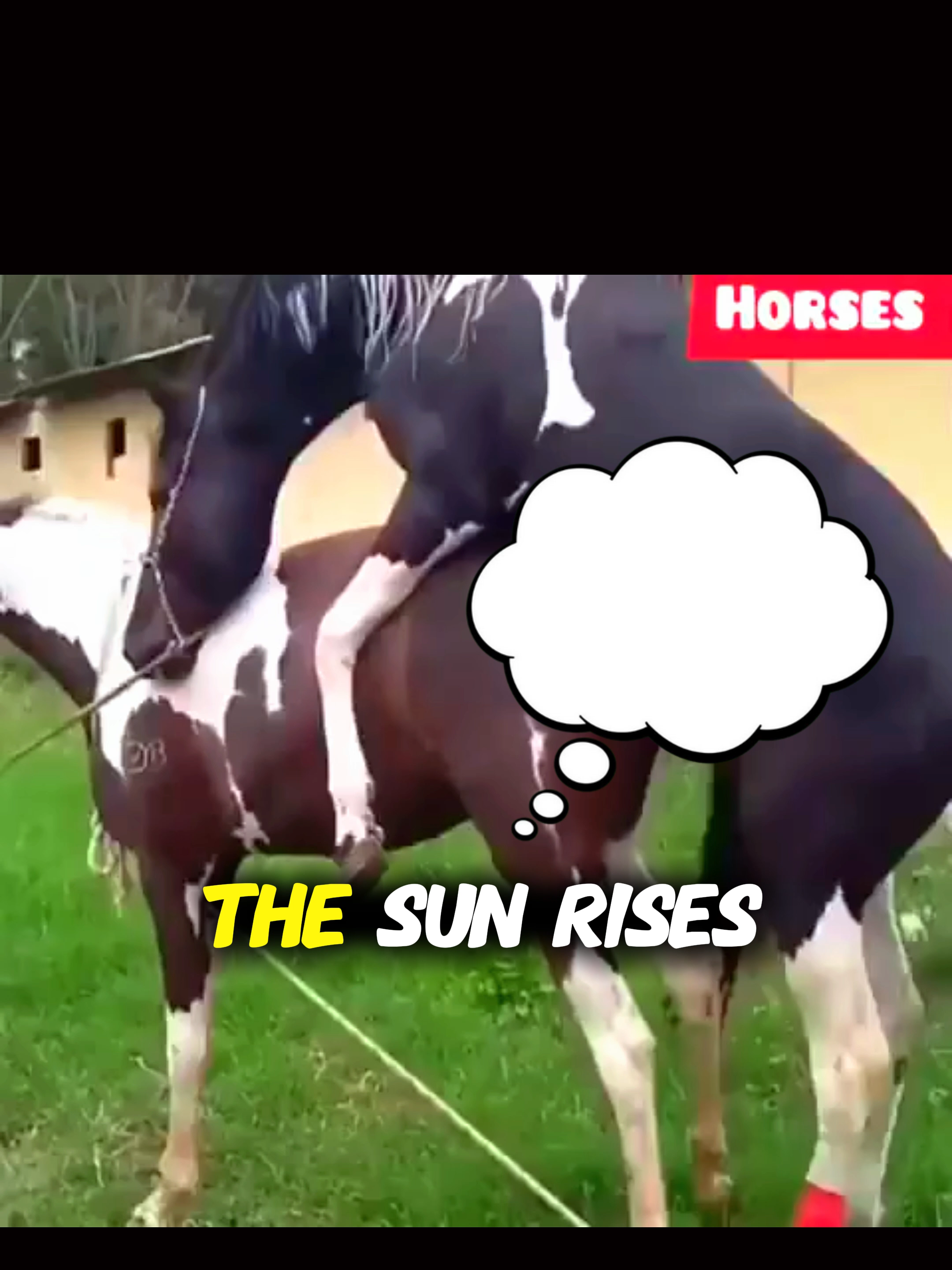 @horselife015