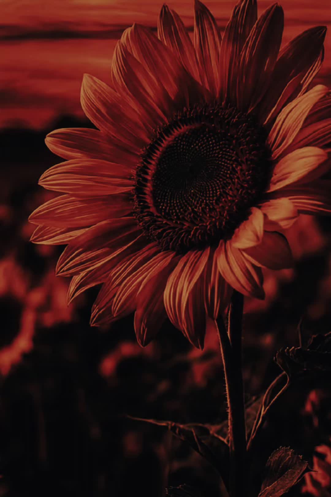 @Maribel 🌻