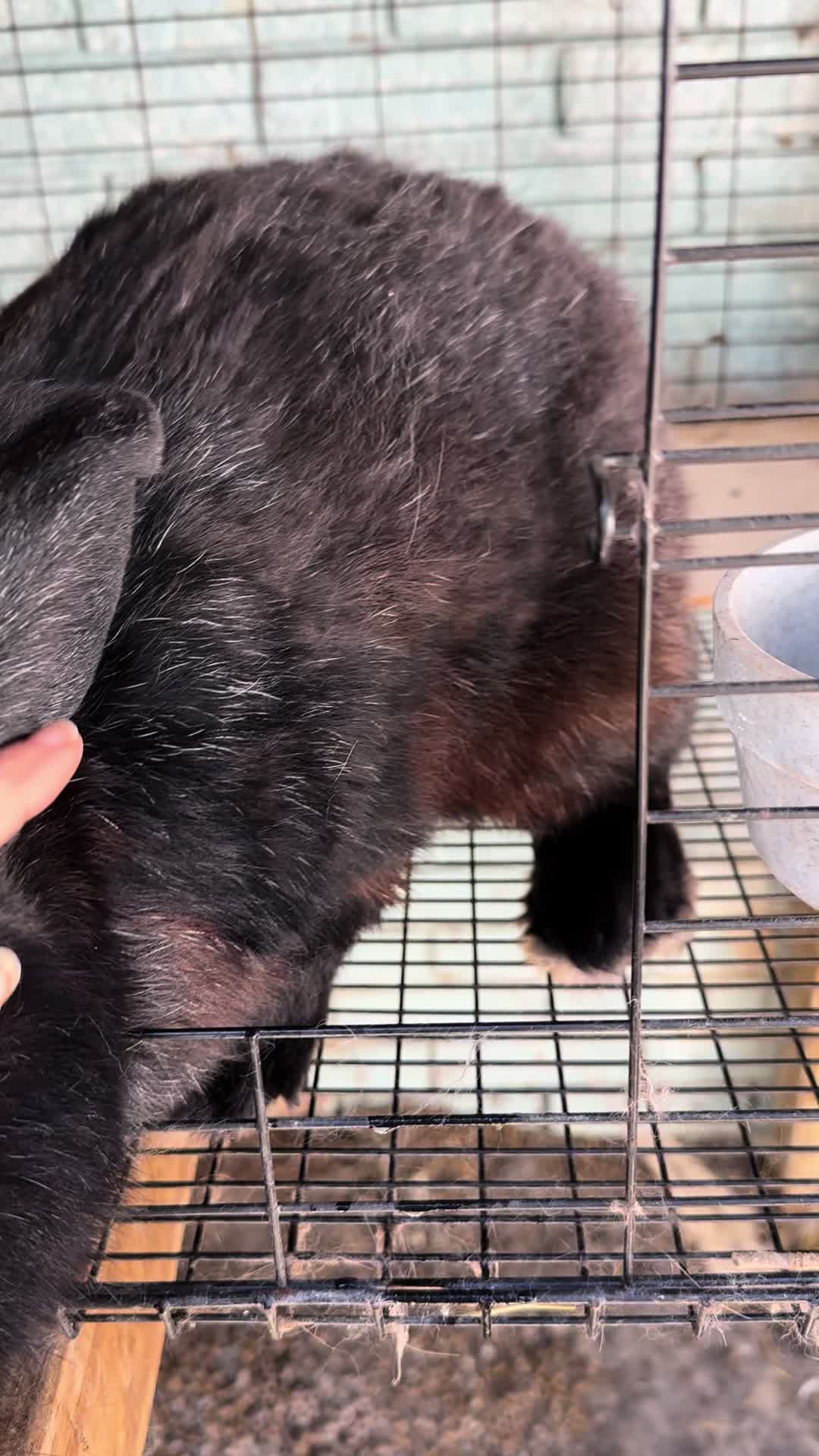 @rabbitqueen2025