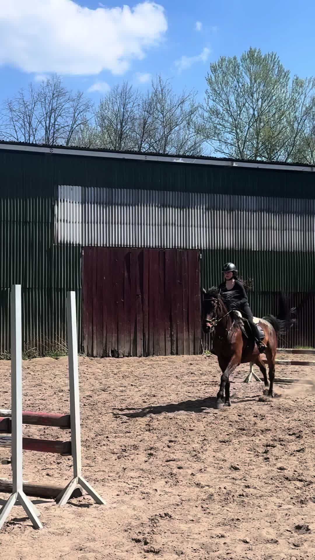 @Horses TikTok