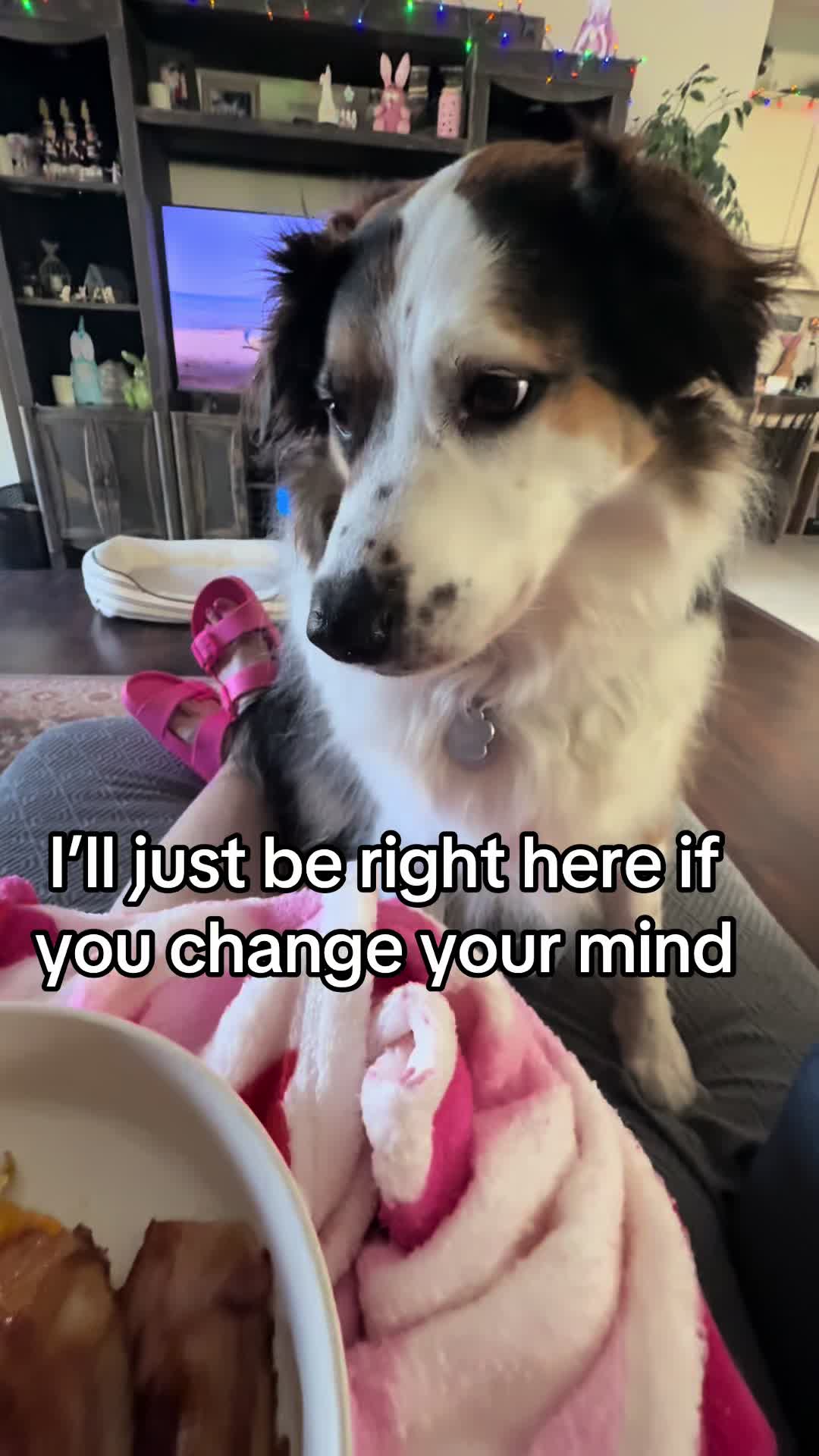 @hankanddollyrescuedogs
