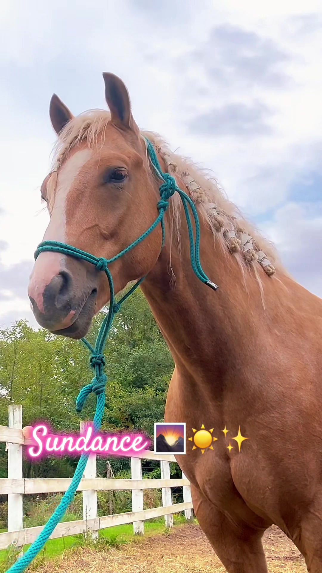 @Free Spirit Equestrian