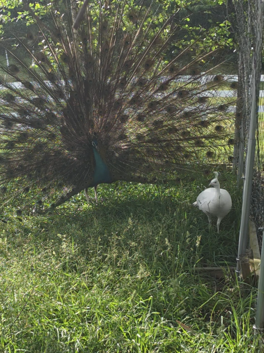 @Grit&Grace:Farmyard.diaries