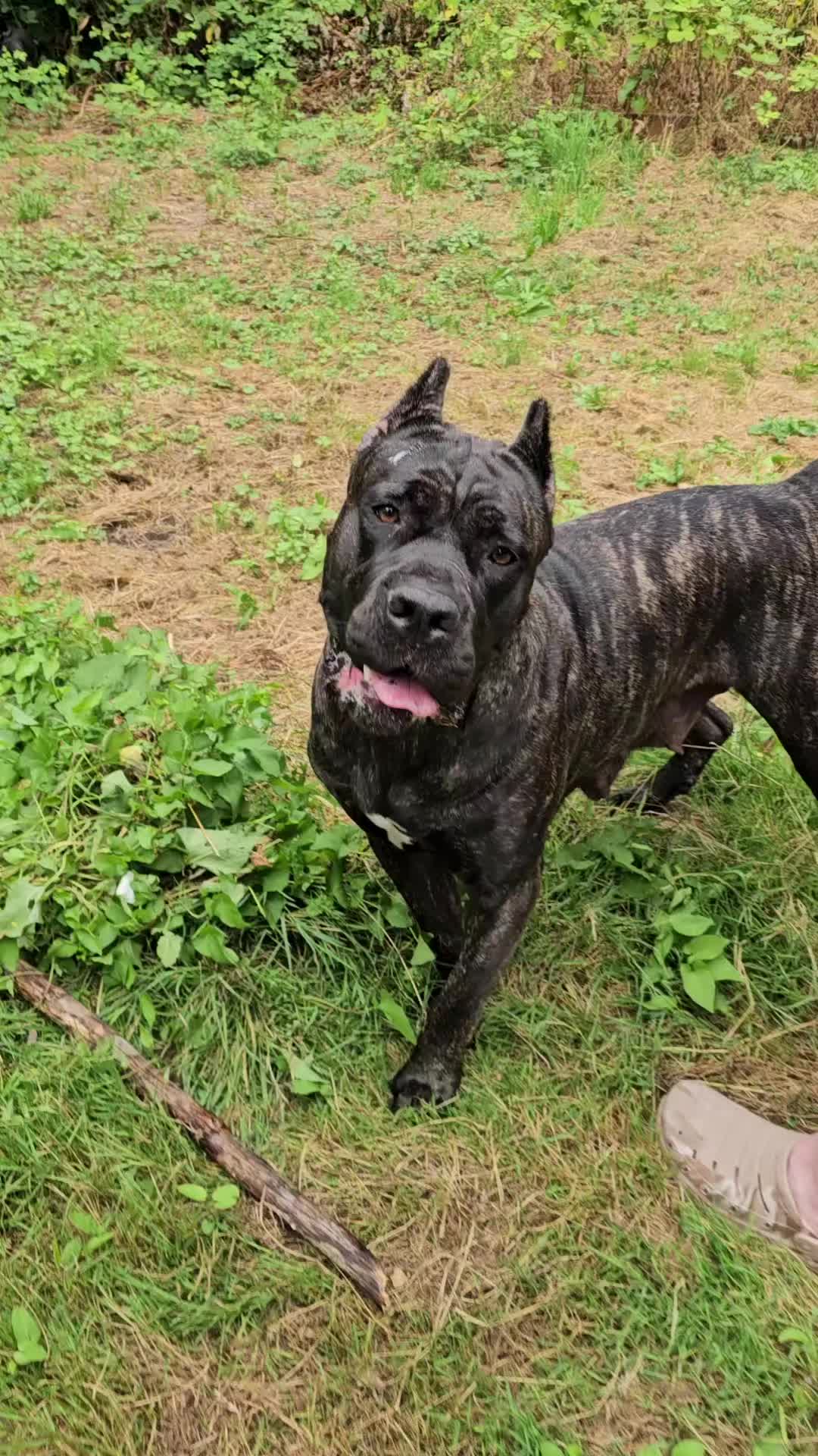 @SalmonCreekCaneCorso