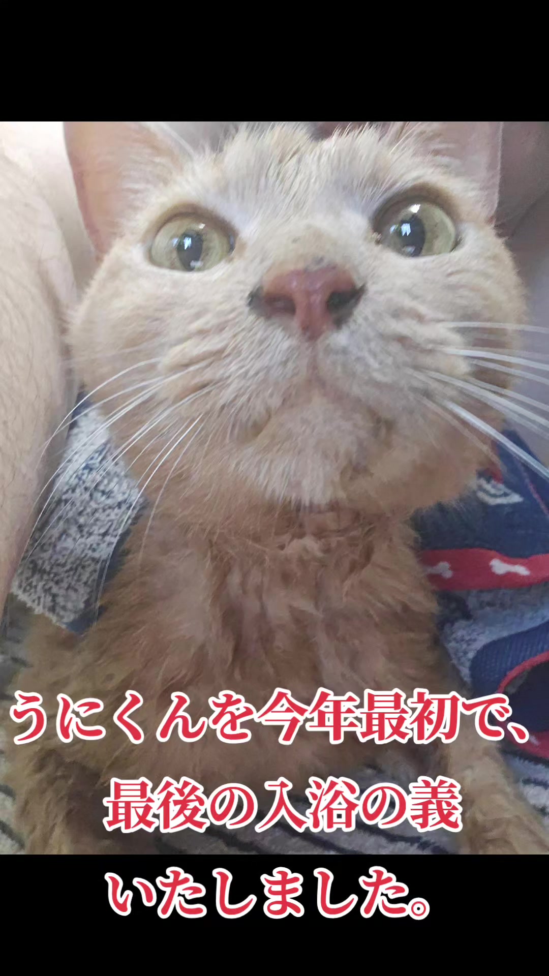 @黒猫の凱旋➿️