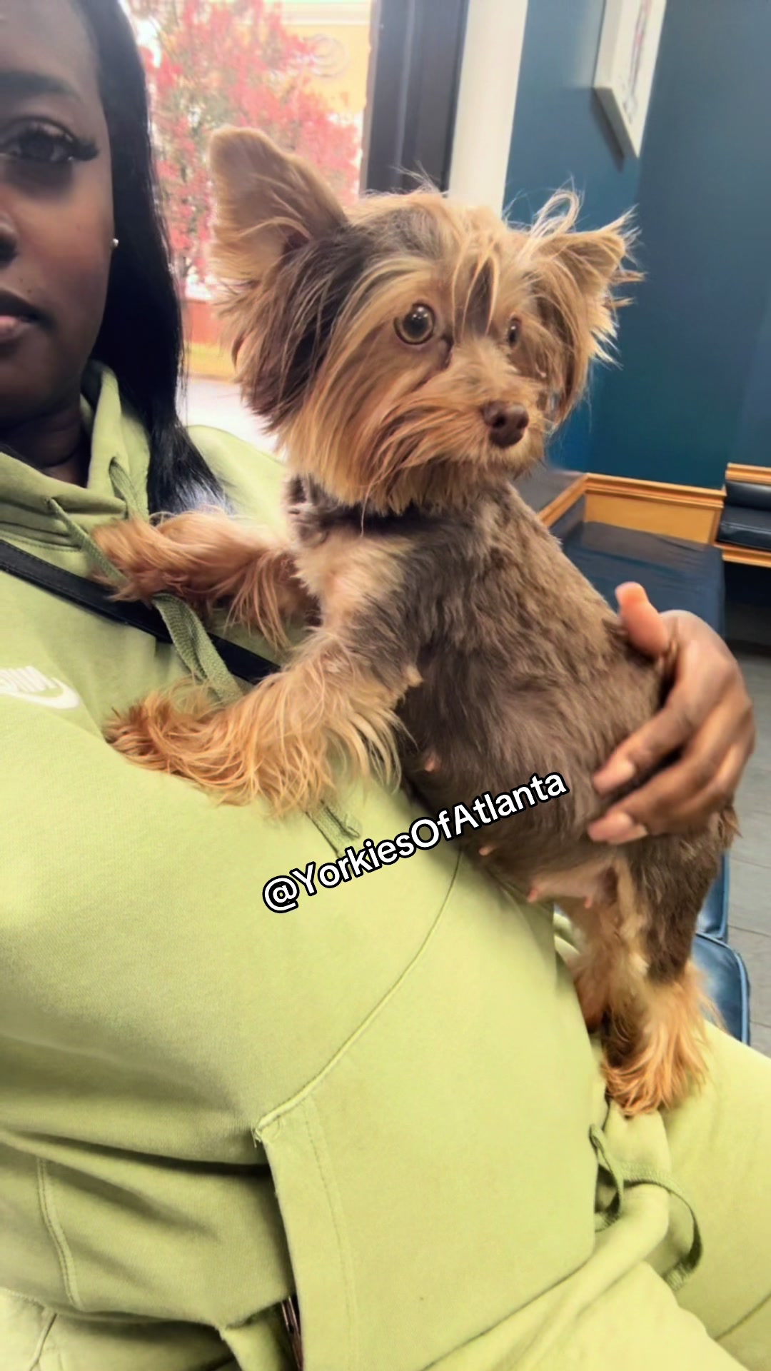 @Yorkies Of Atlanta