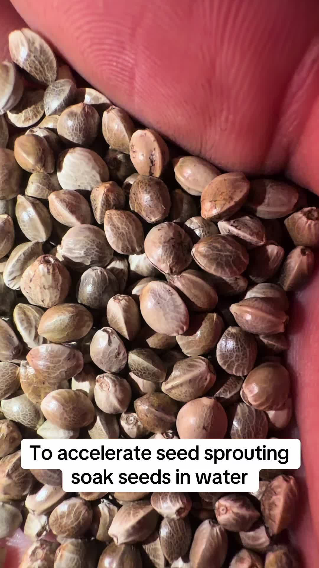 @SEEDTIVA