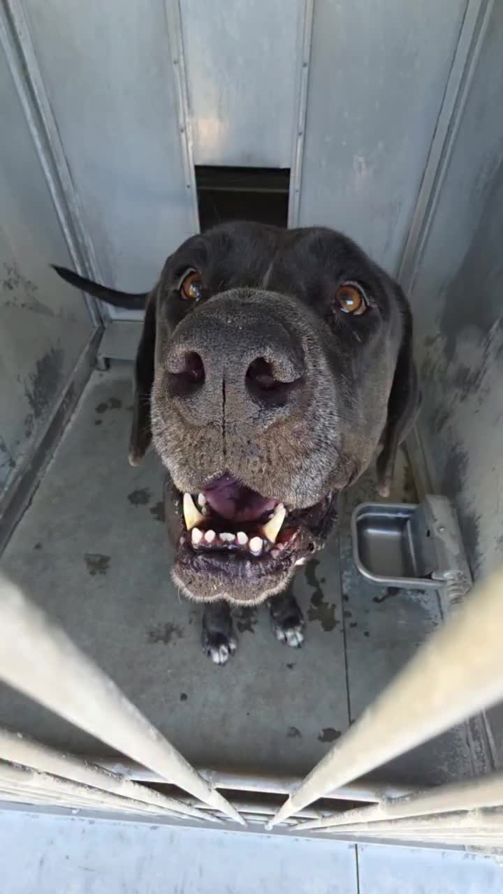 @Cane Corsos