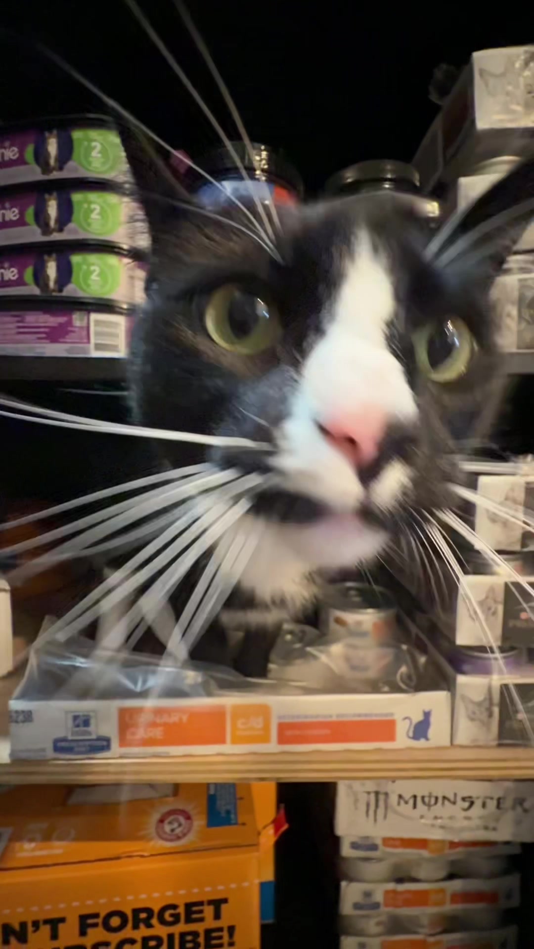 @Auntie Julie - The Cat Sitter