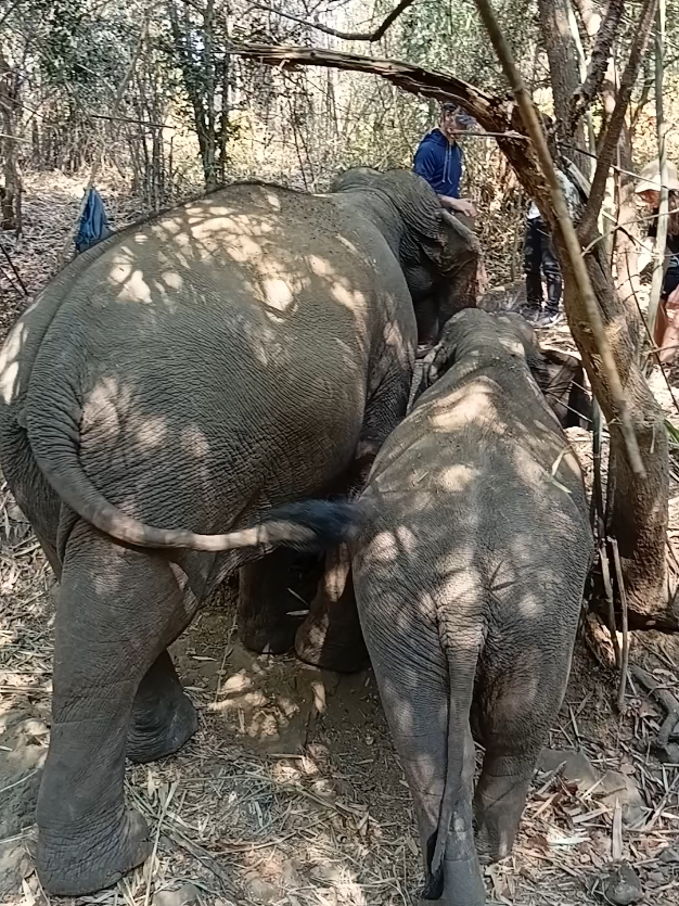 @LuangPrabang Elephant New Home
