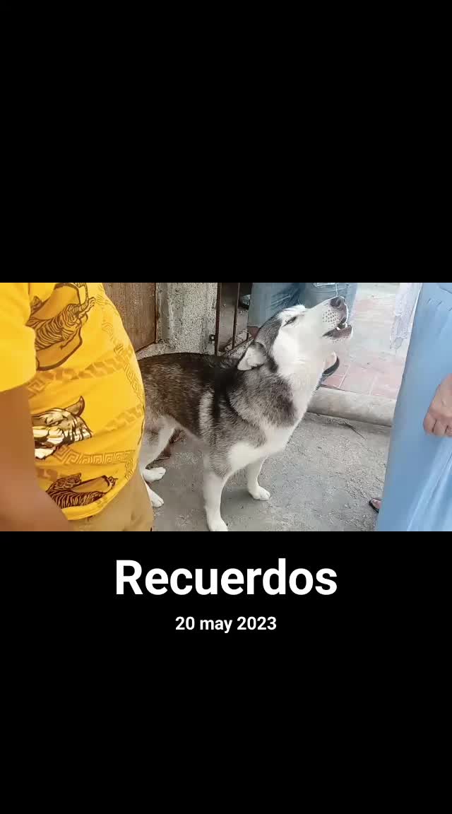 @greysymoreno