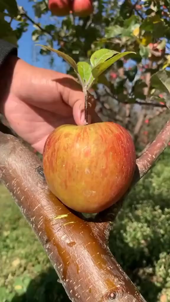 @fruits