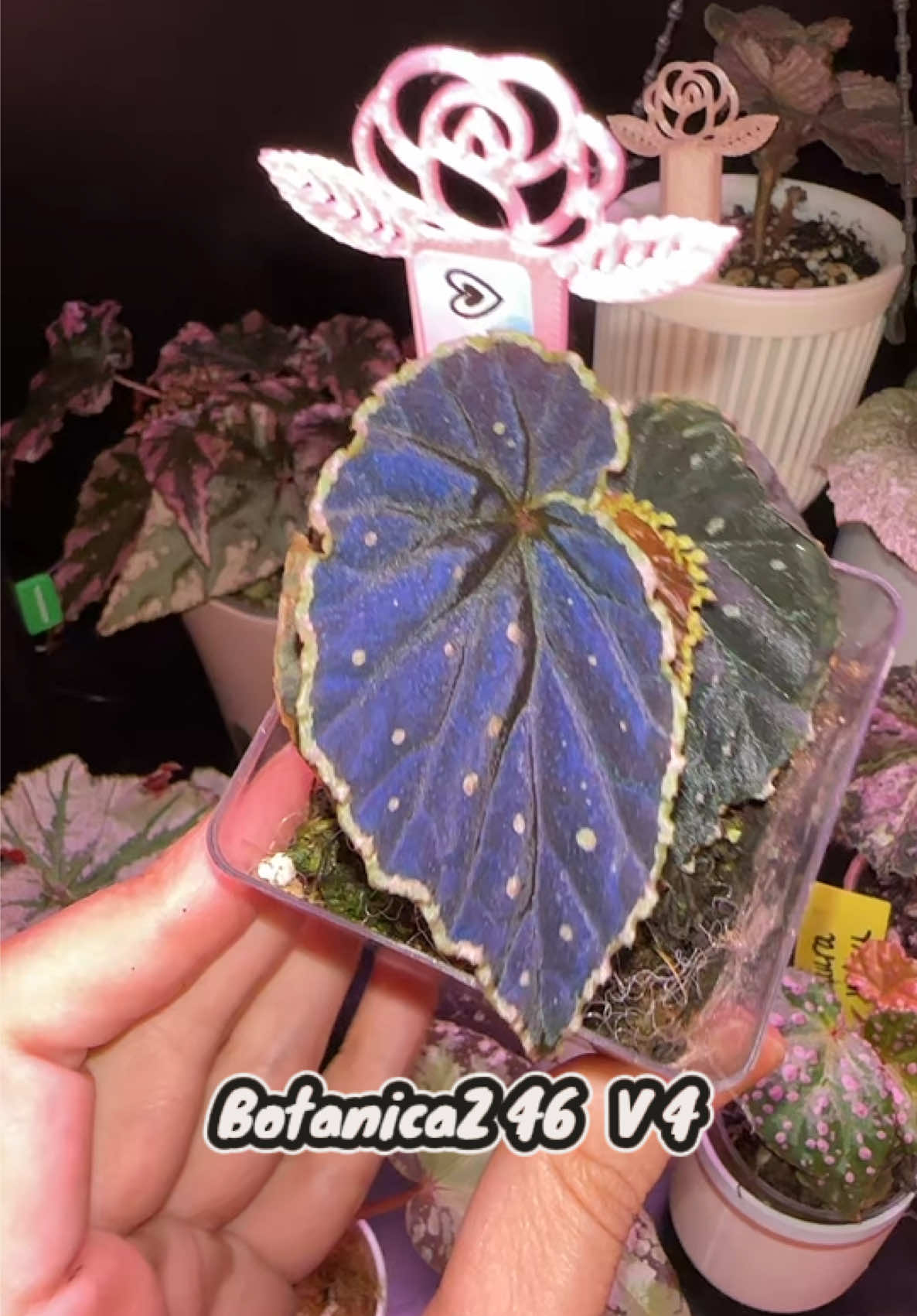 @Erin Keys - TheBoujeeGreenhous