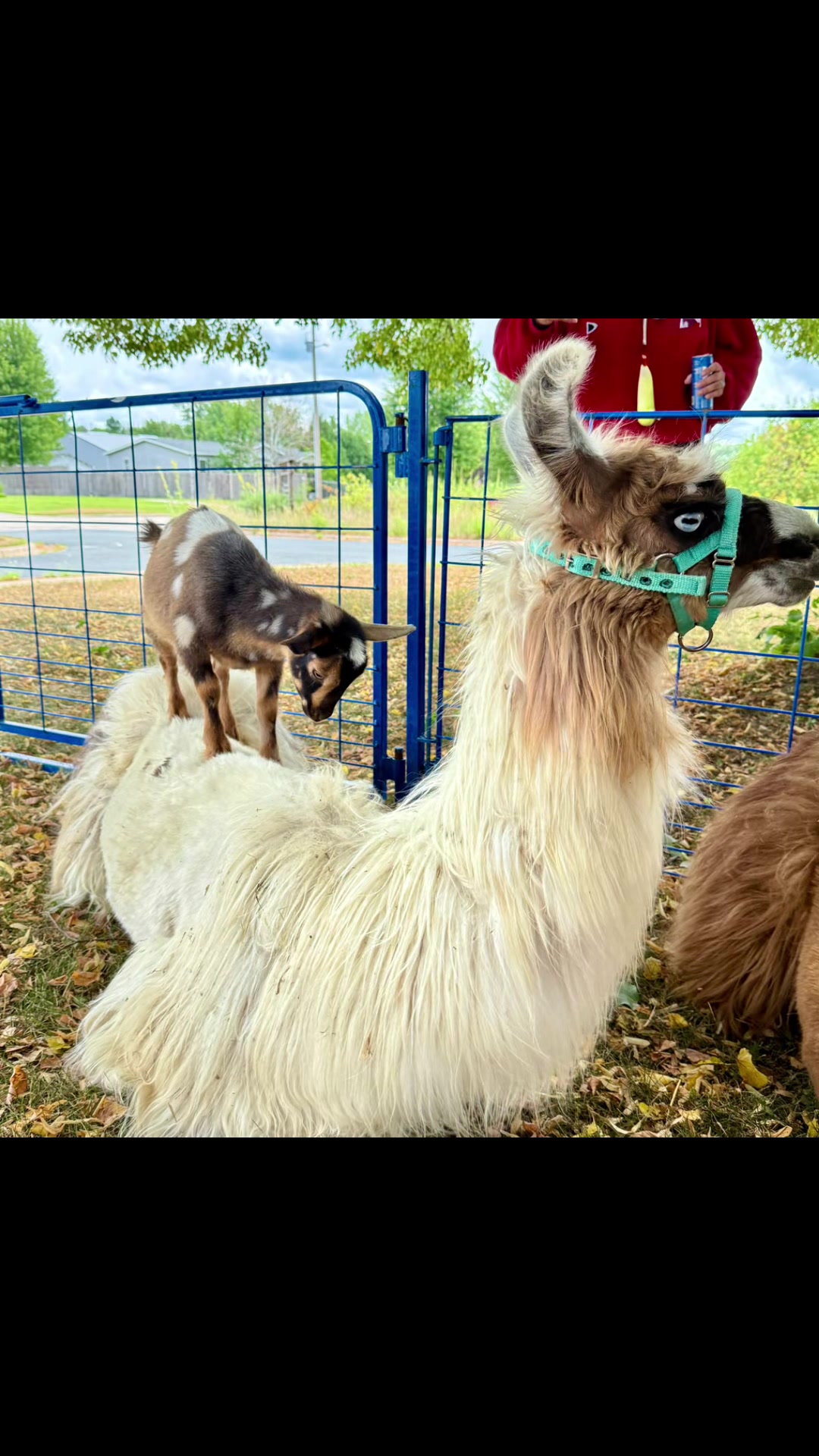 @Wild Pyle Acres