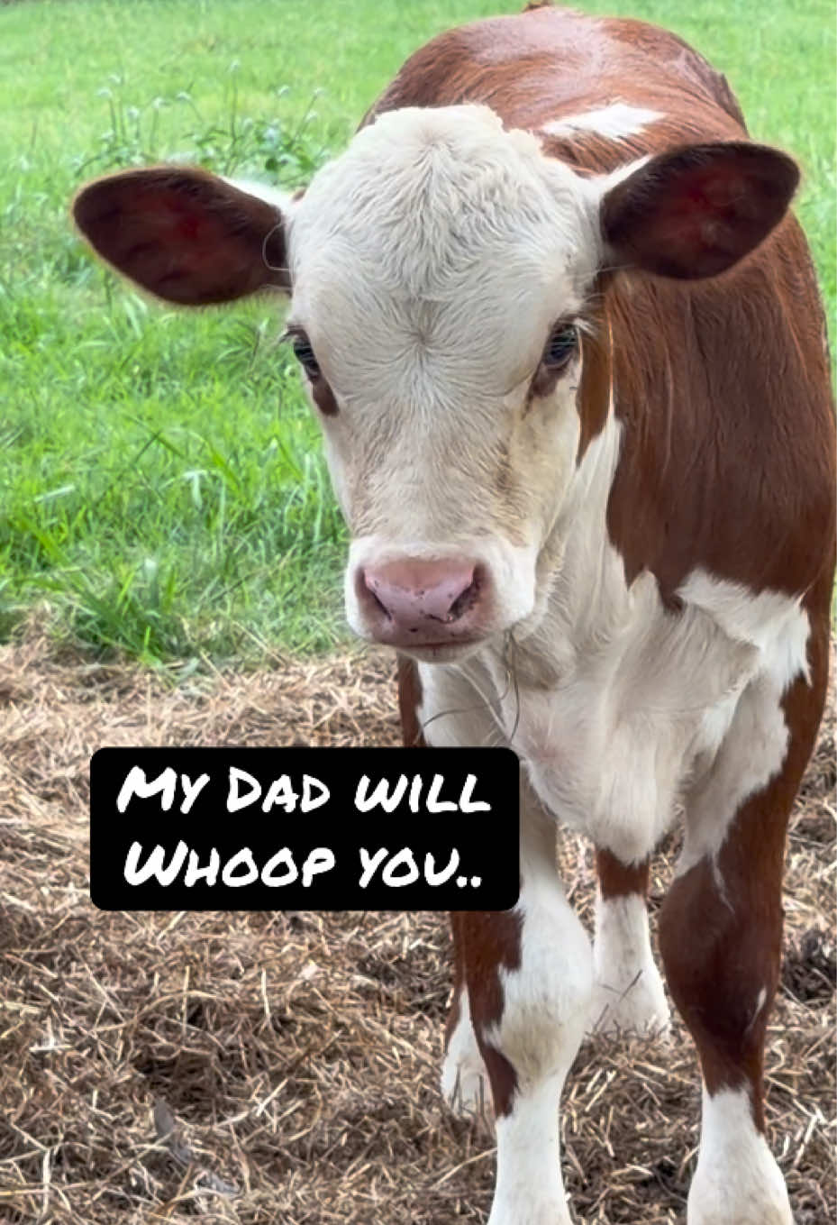 @Georgia Farm Girl