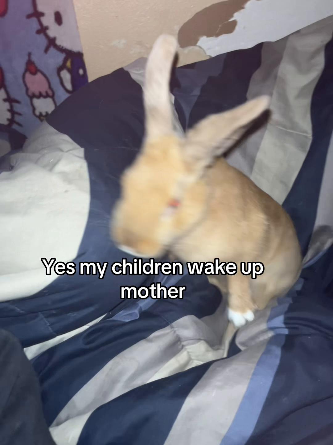 @leyvaroar