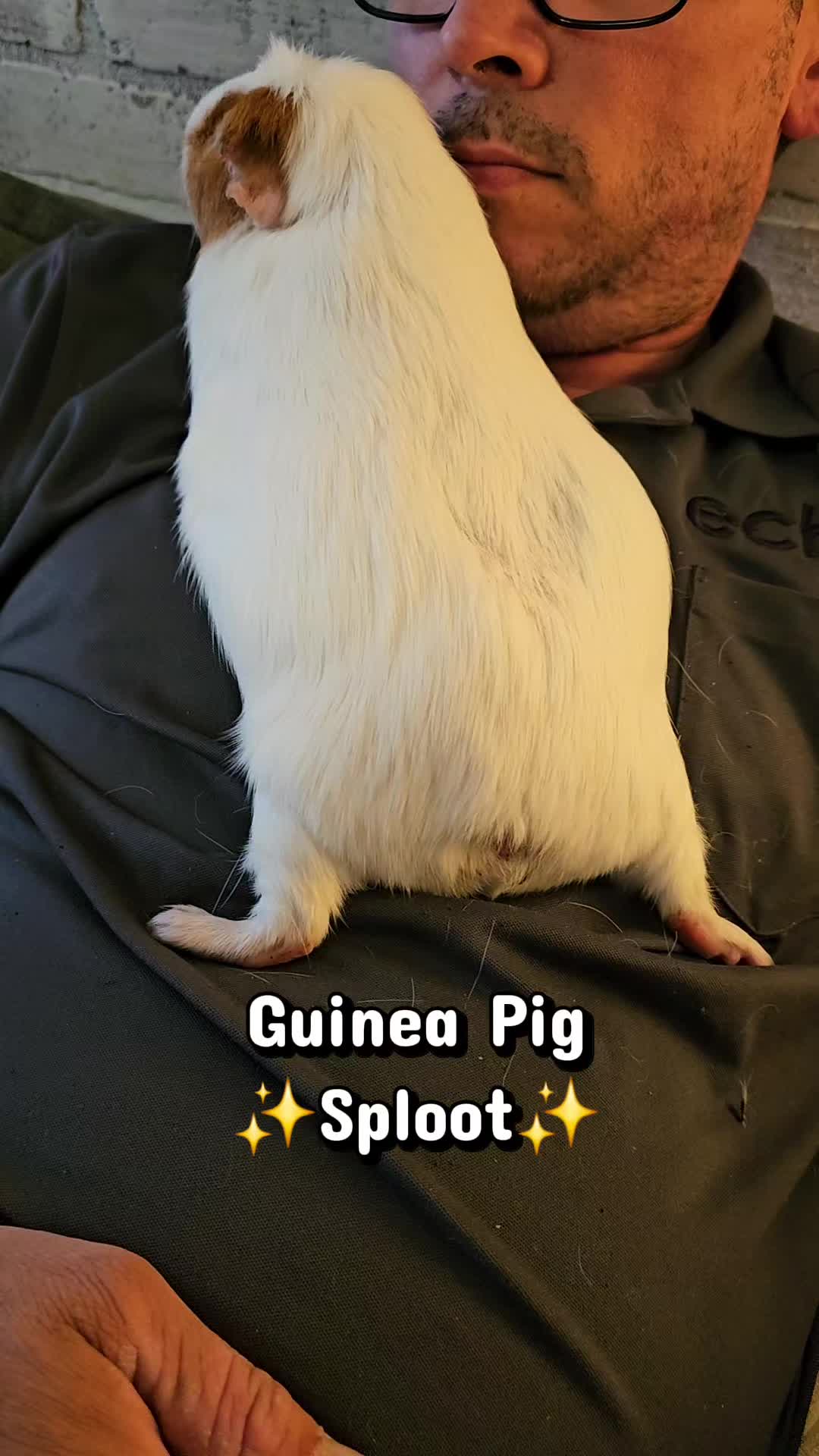 @♡GuineaPiggy♡