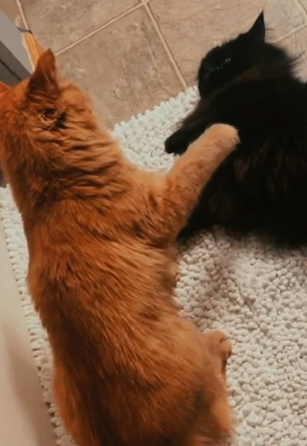 @Brad the CatDad 🐾