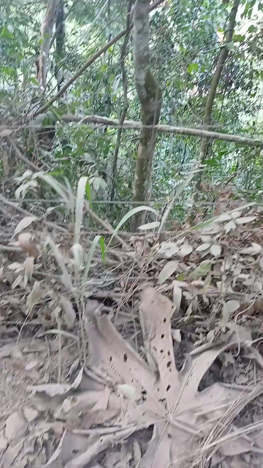 @nairtaciana