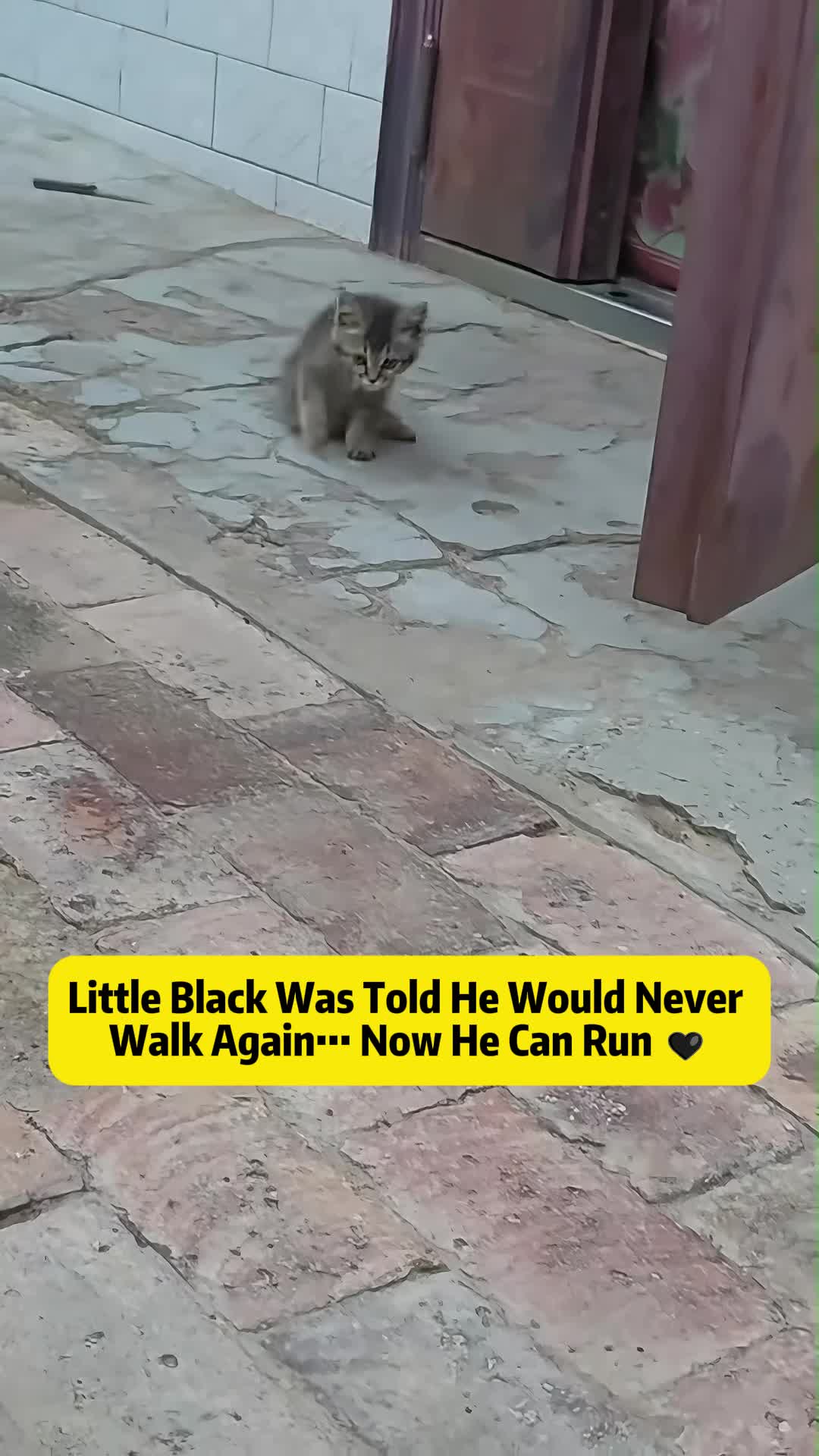 @Stray Cat Talkz