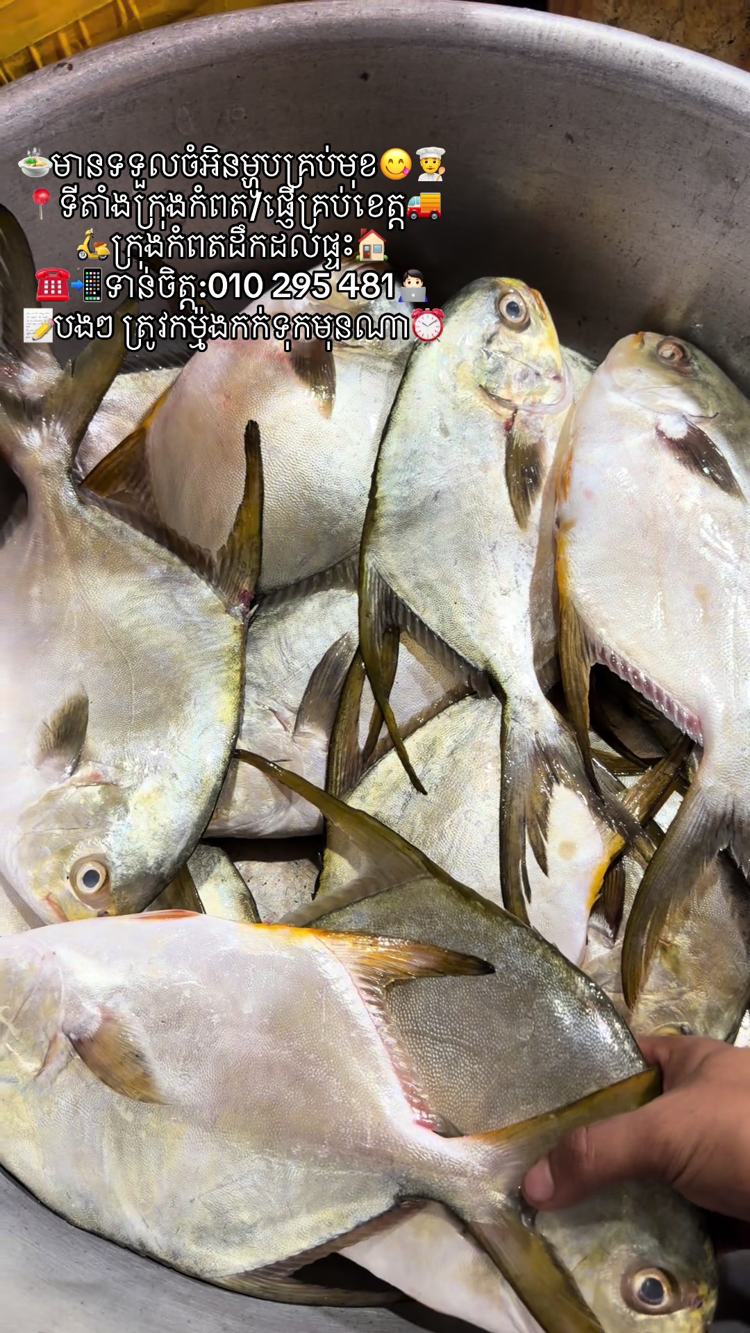 @កំពតគ្រឿងសមុទ្រ