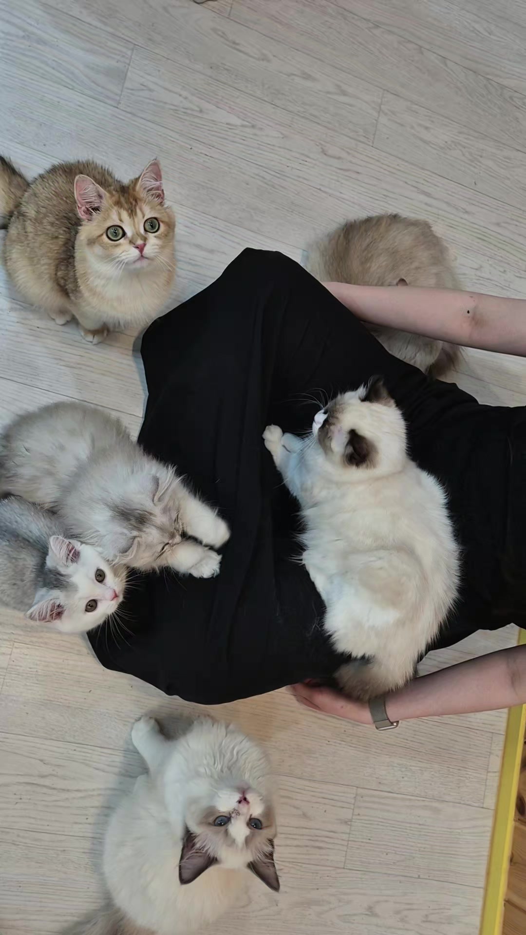 @전주고양이카페 아이캣유