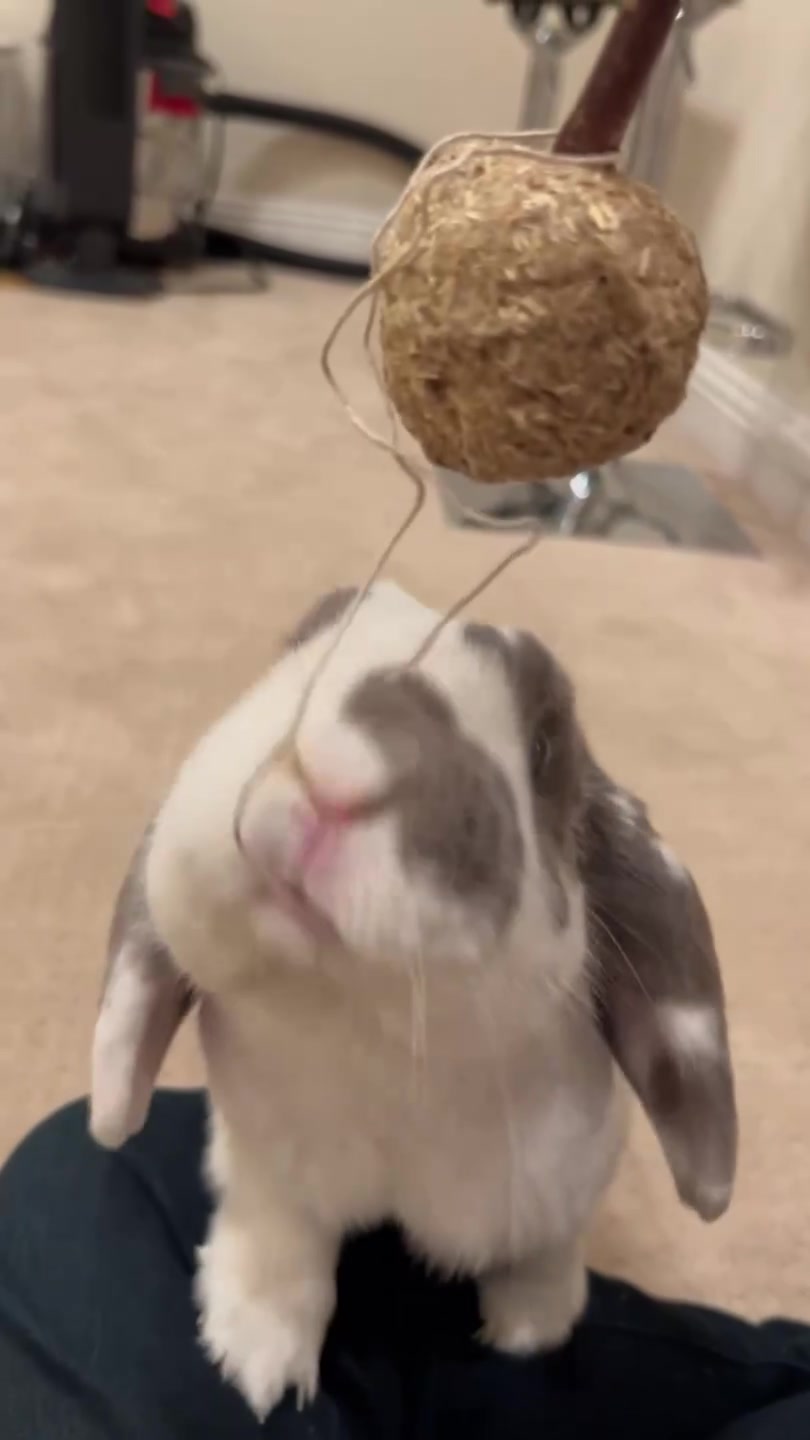 @Bini the Bunny