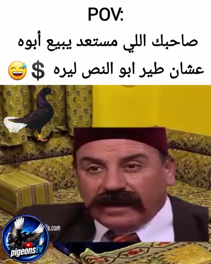 @Pigeons Tv
