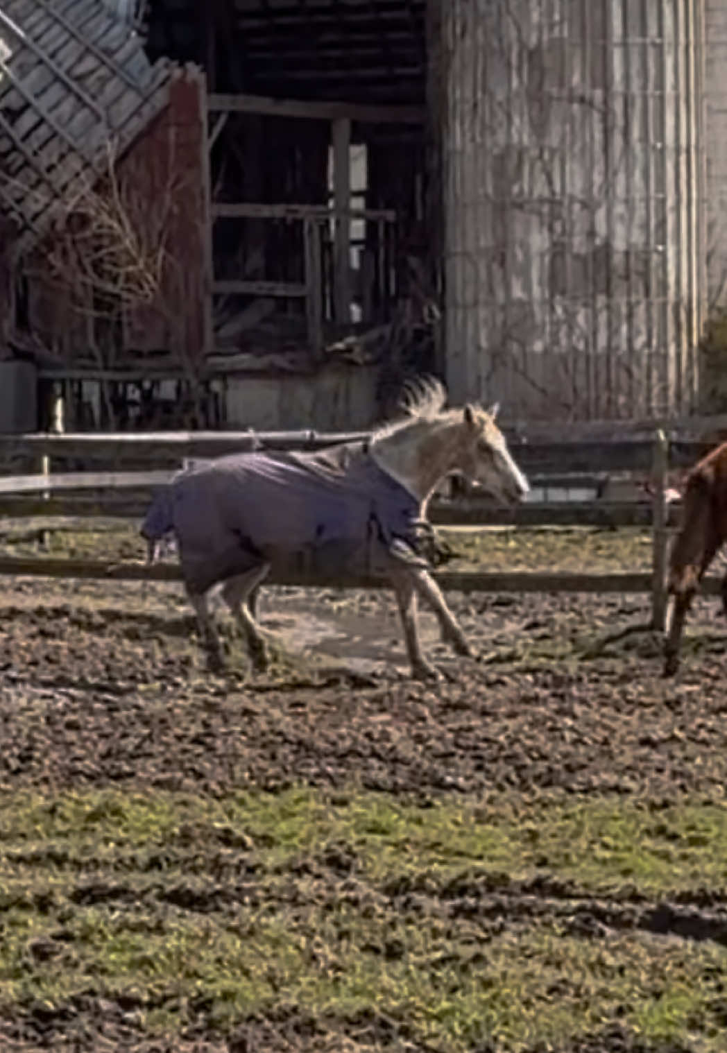 @Lorraine 🐴🩺