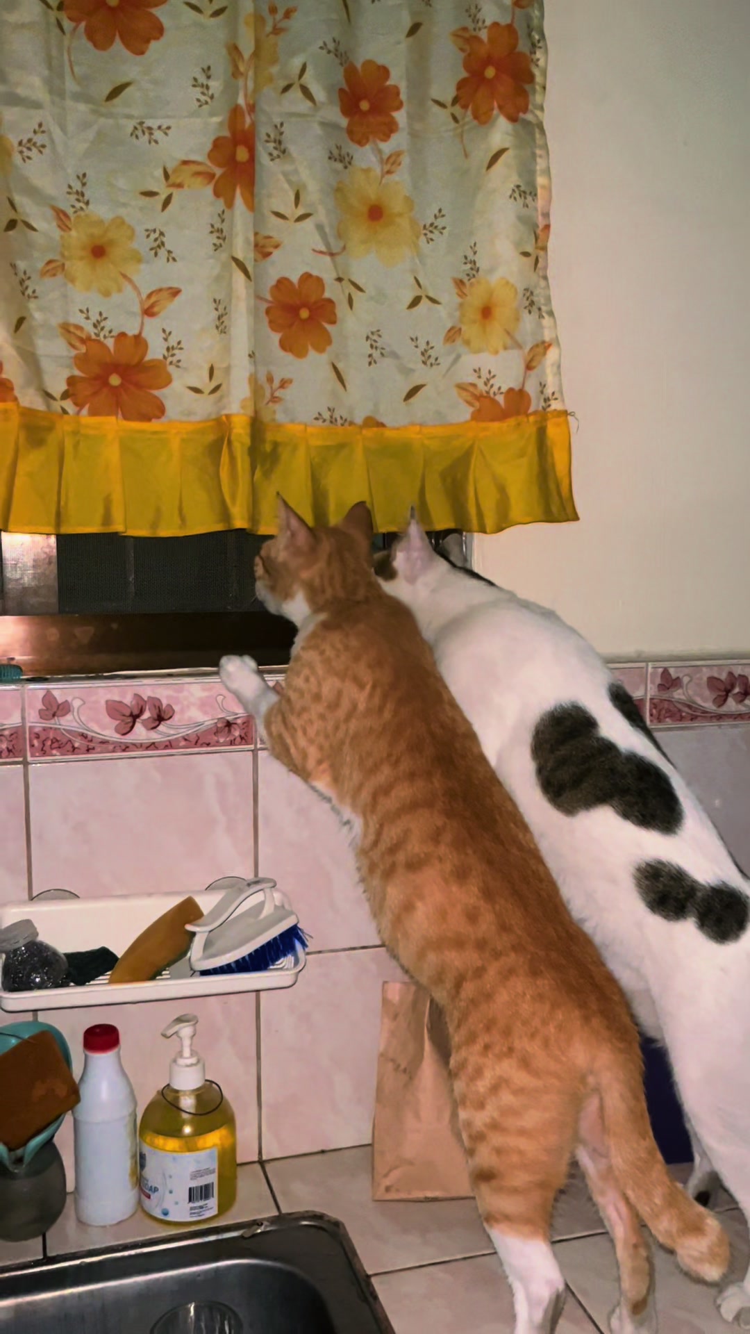 @Bunggok The Fat Cat