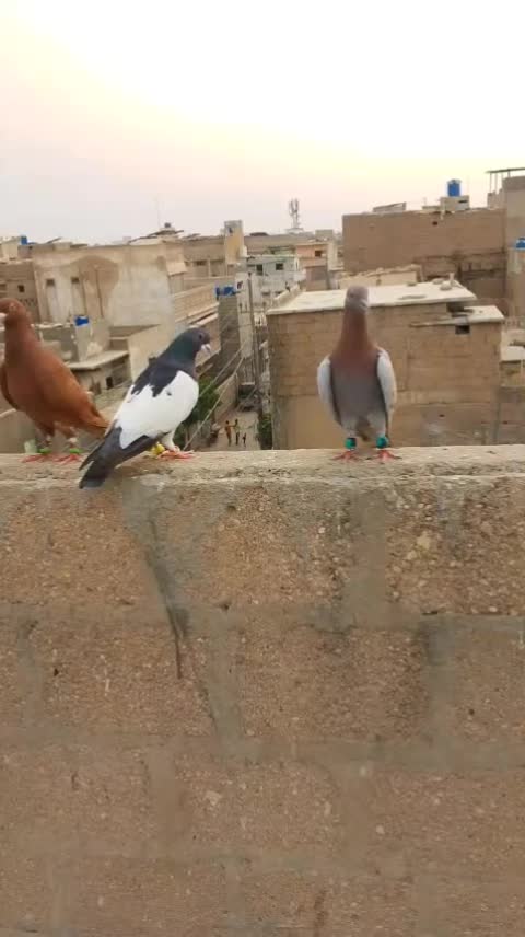 @Imran Muhajir 👑🇵🇰