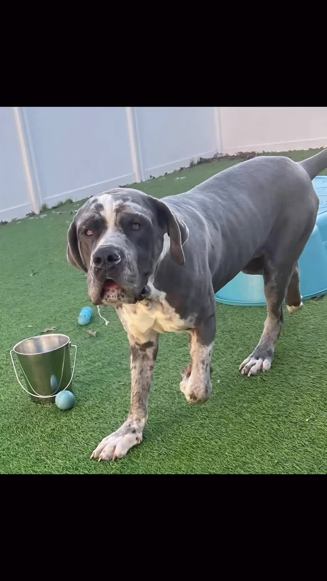 @Adopt A Stray Rescue