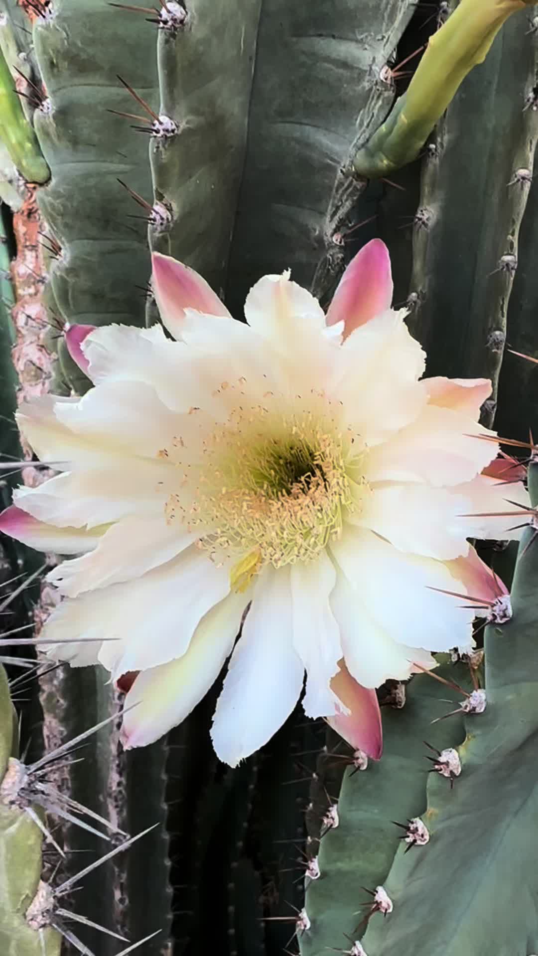 @Jewel of the Desert