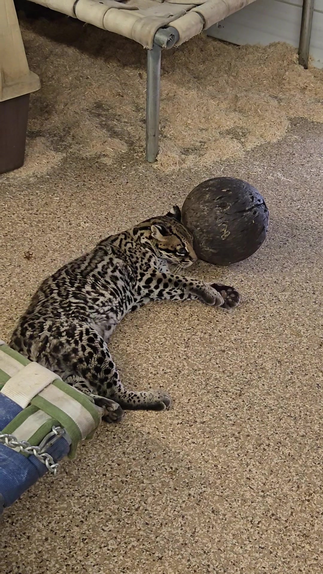 @The Wildcat Sanctuary
