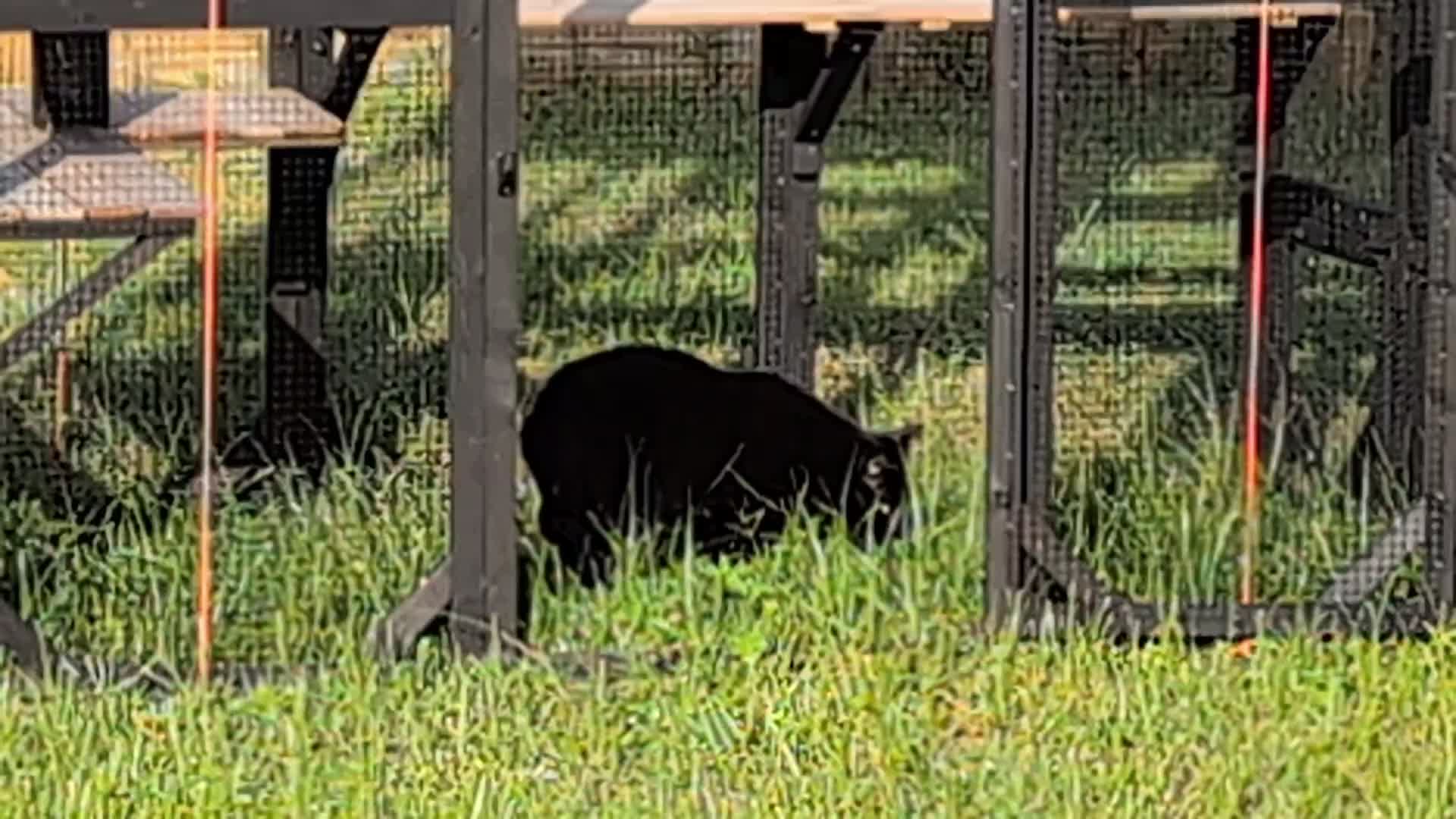 @The Ultimate Catio Life