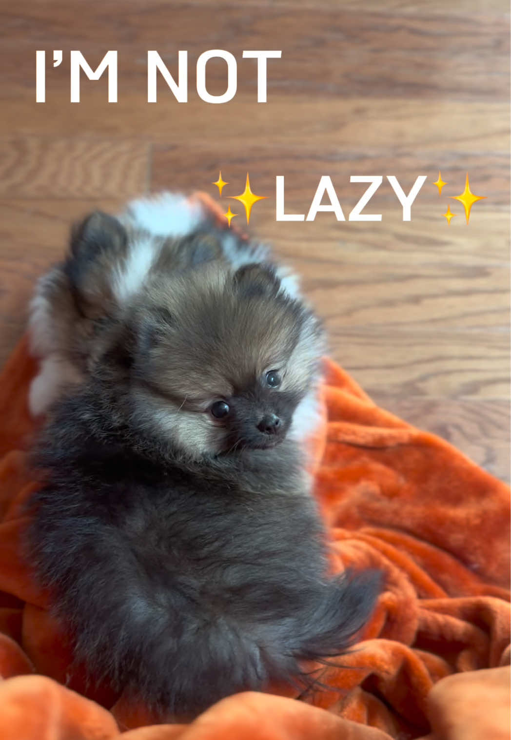 @blessedlittlepaw