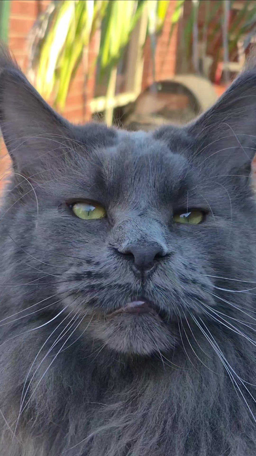 @Ragnar the Maine Coon 🐈