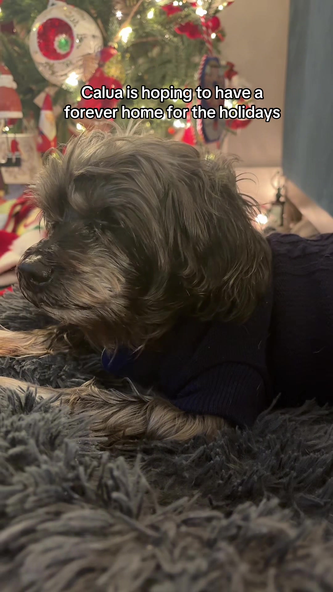 @gens_pups