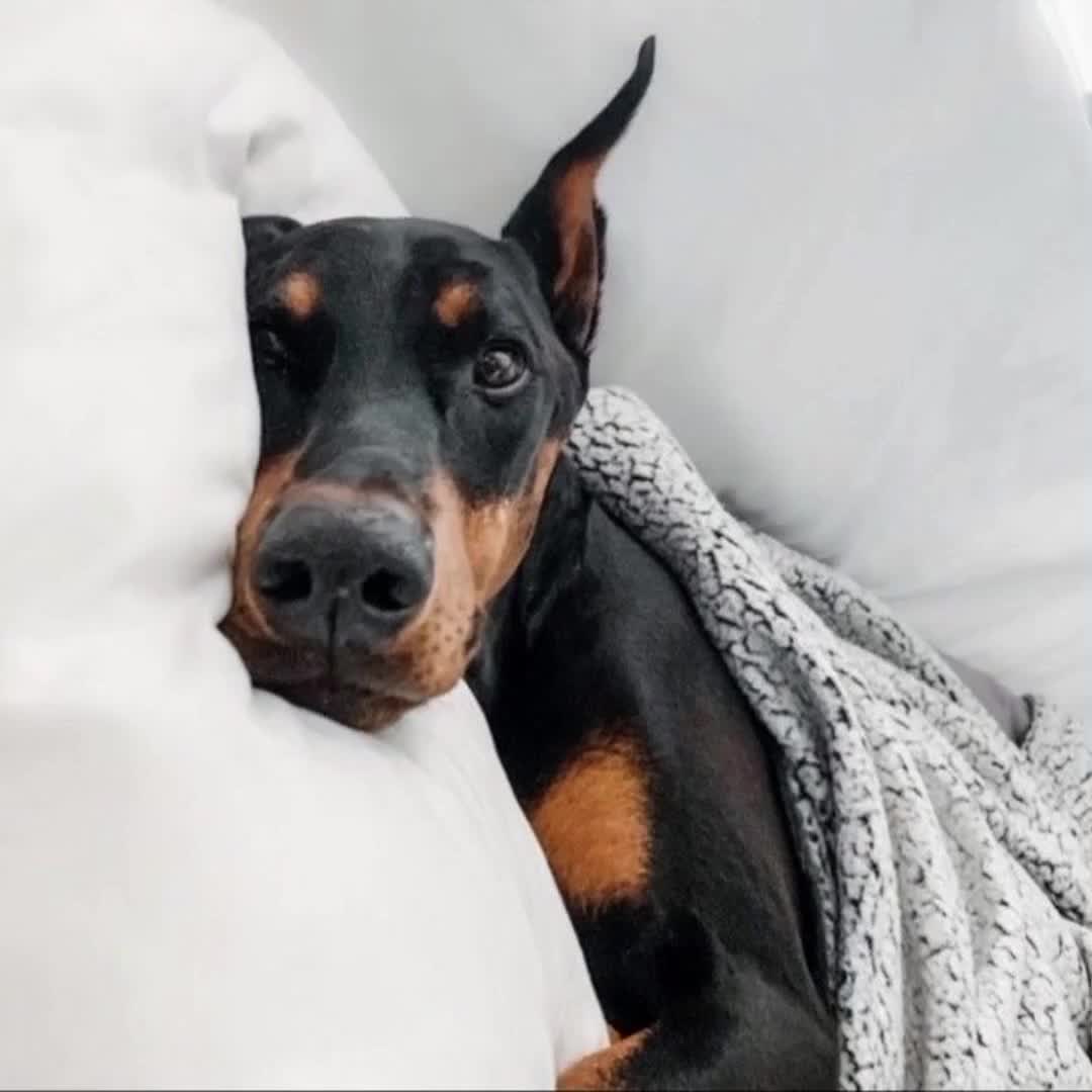 @🐾доберман бруно🐾