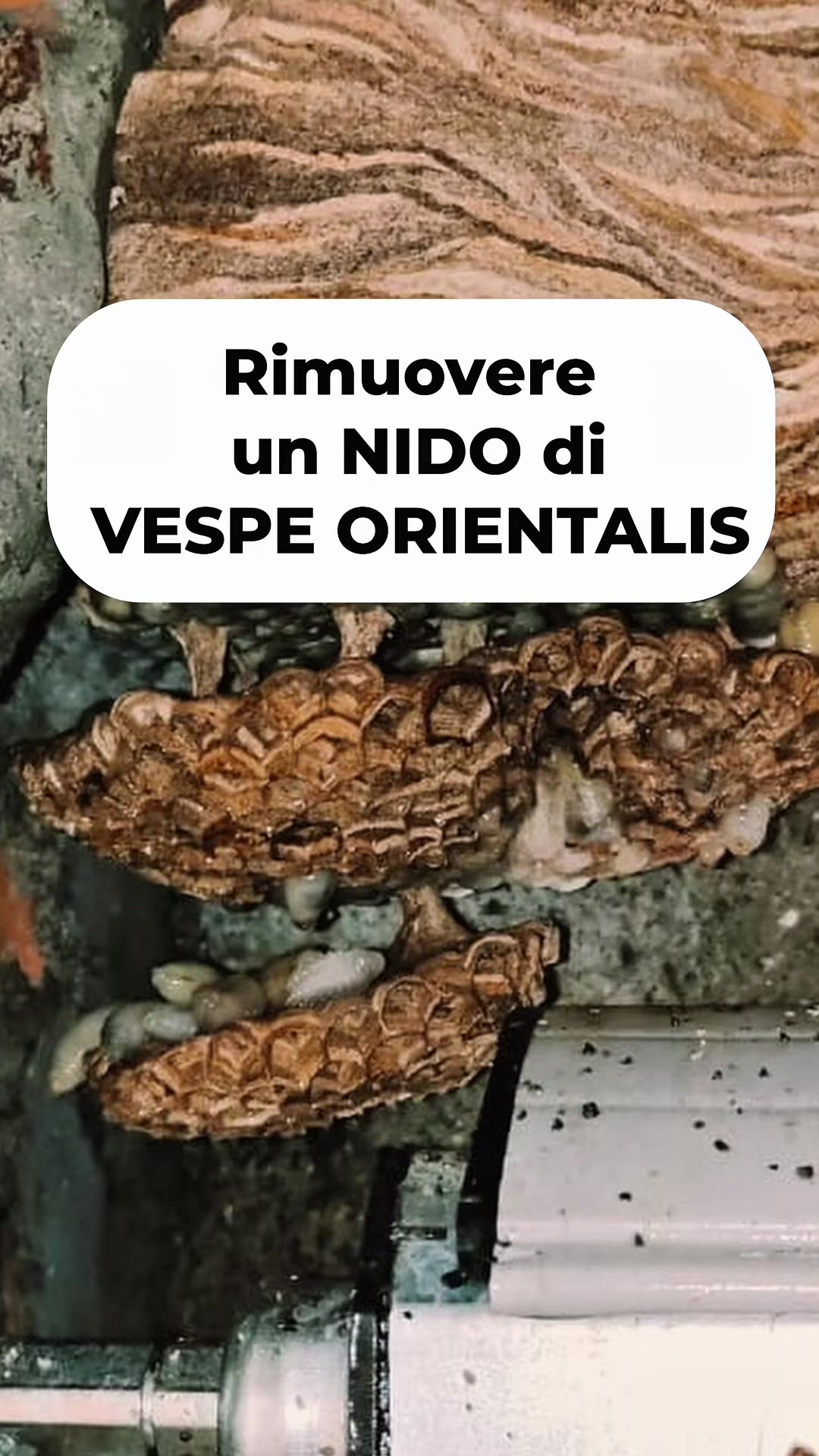 @FP Disinfestazioni