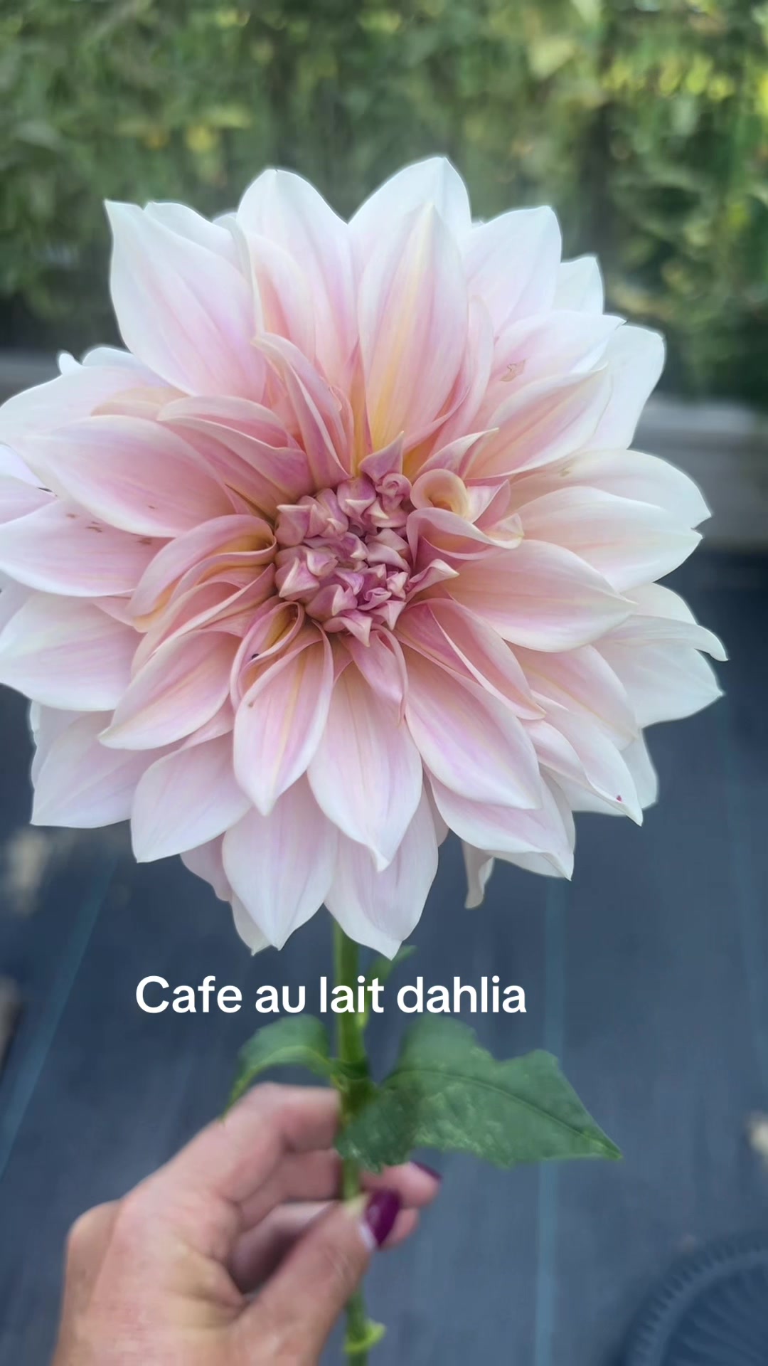 @beachflowersbake