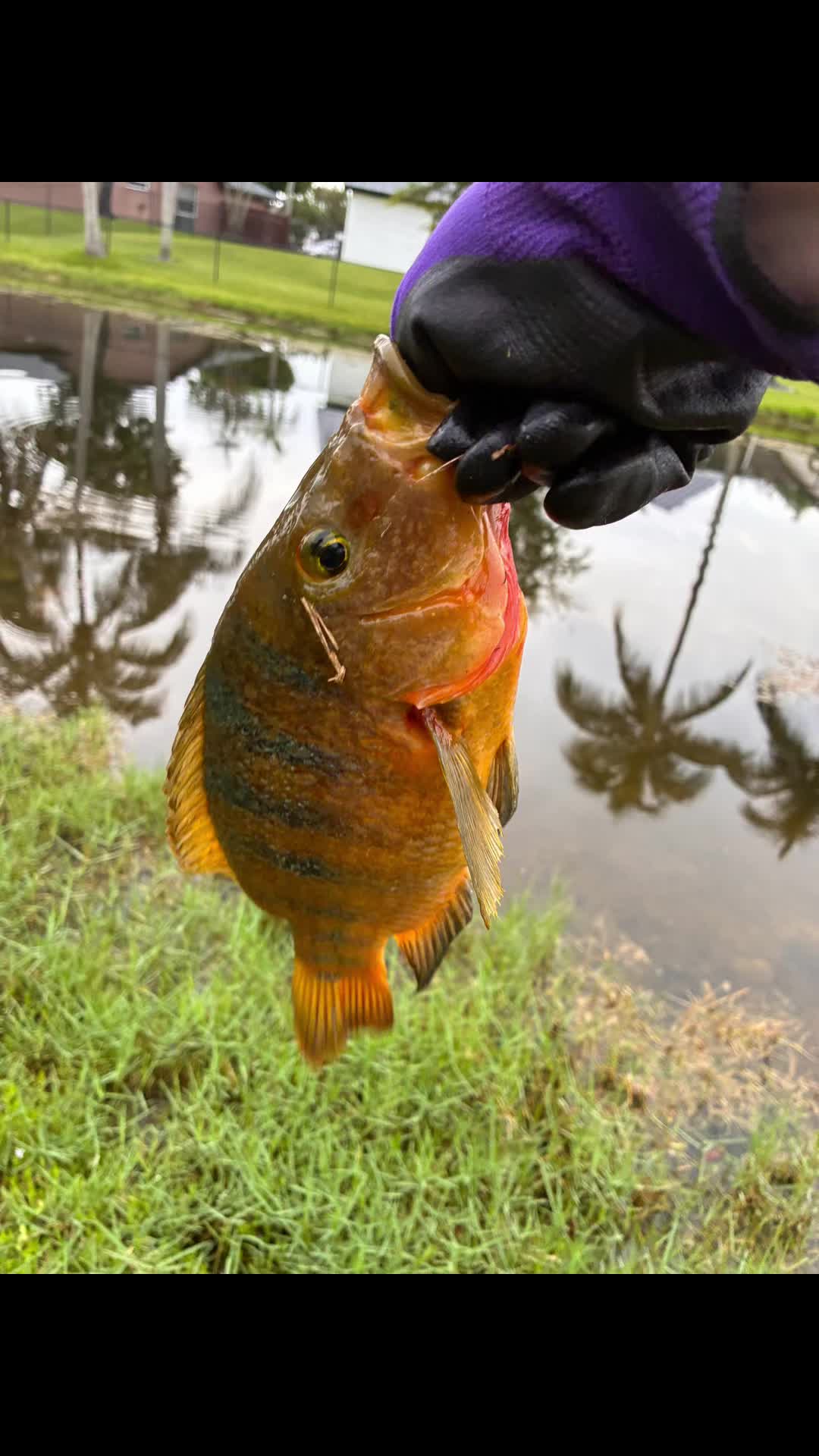 @Teamfishing
