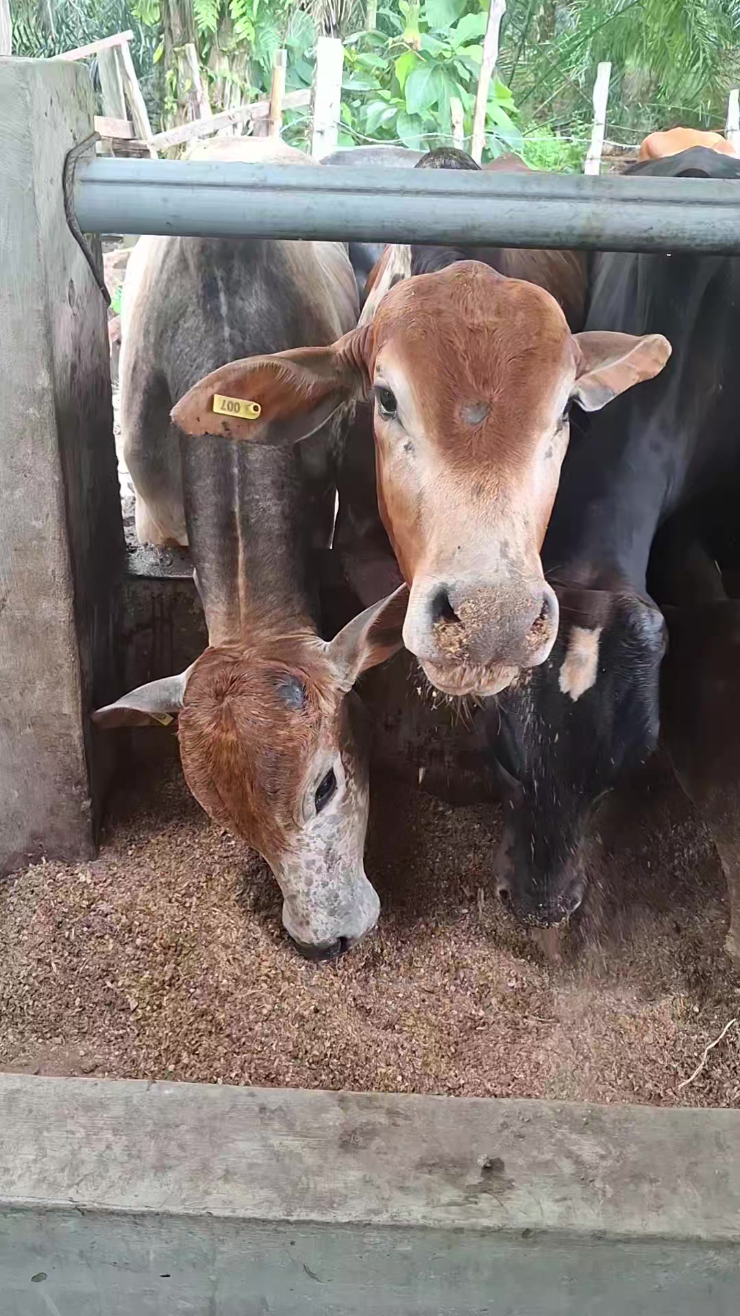 @Adzi BRAHMAN GROUP 447