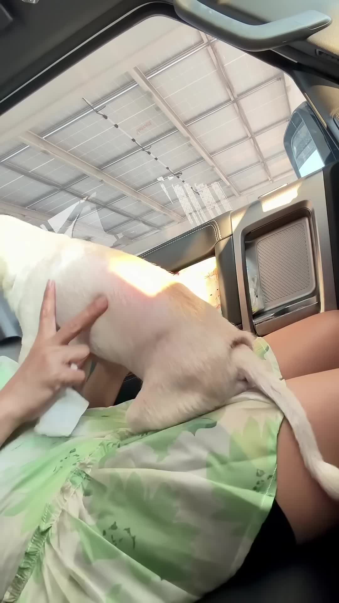 @dog lovers