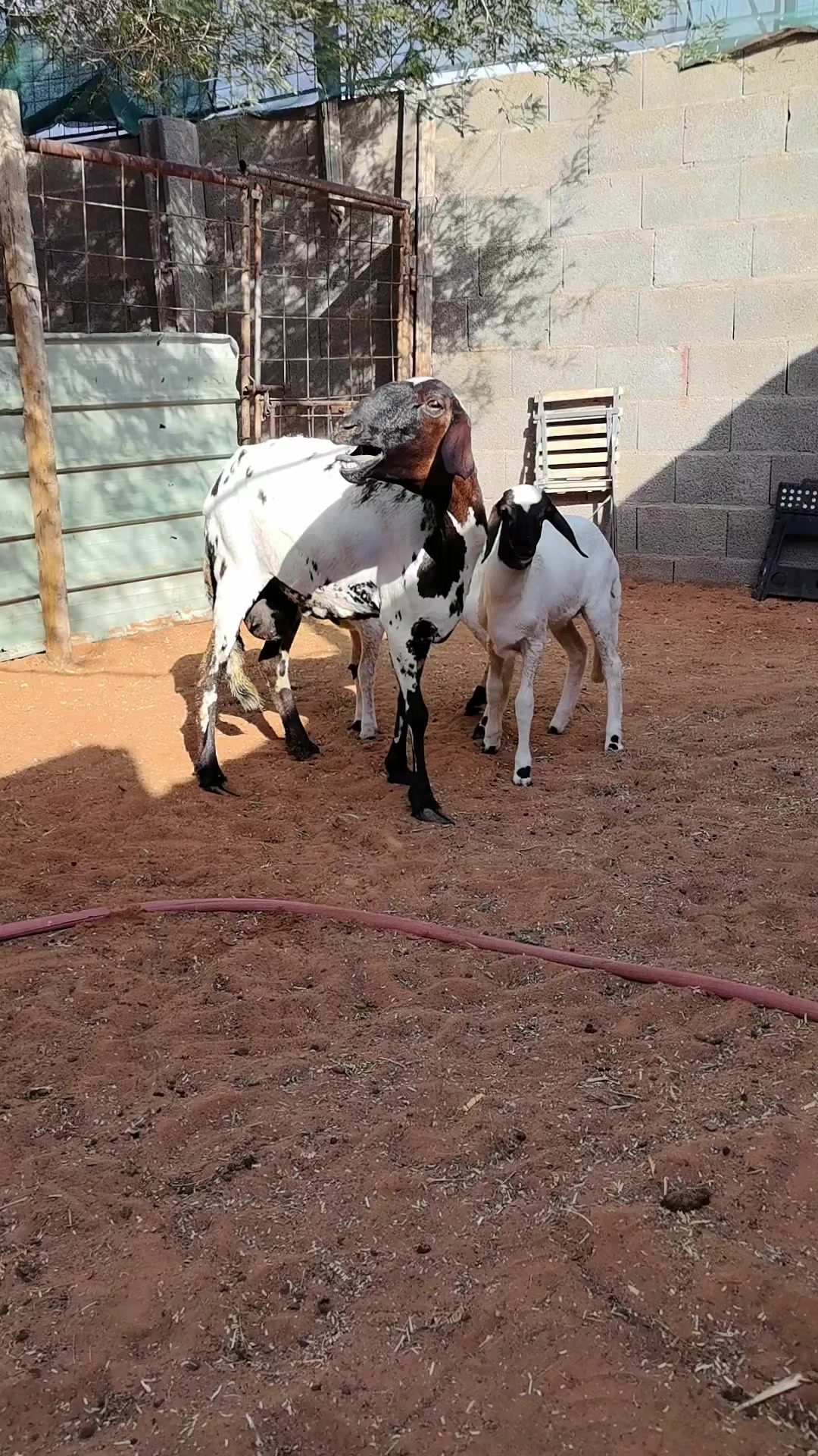 @مراح ابو يزيد الضان القبرص