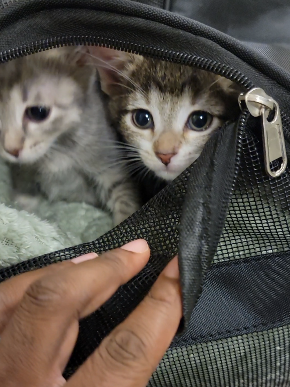 @Kata Kitty