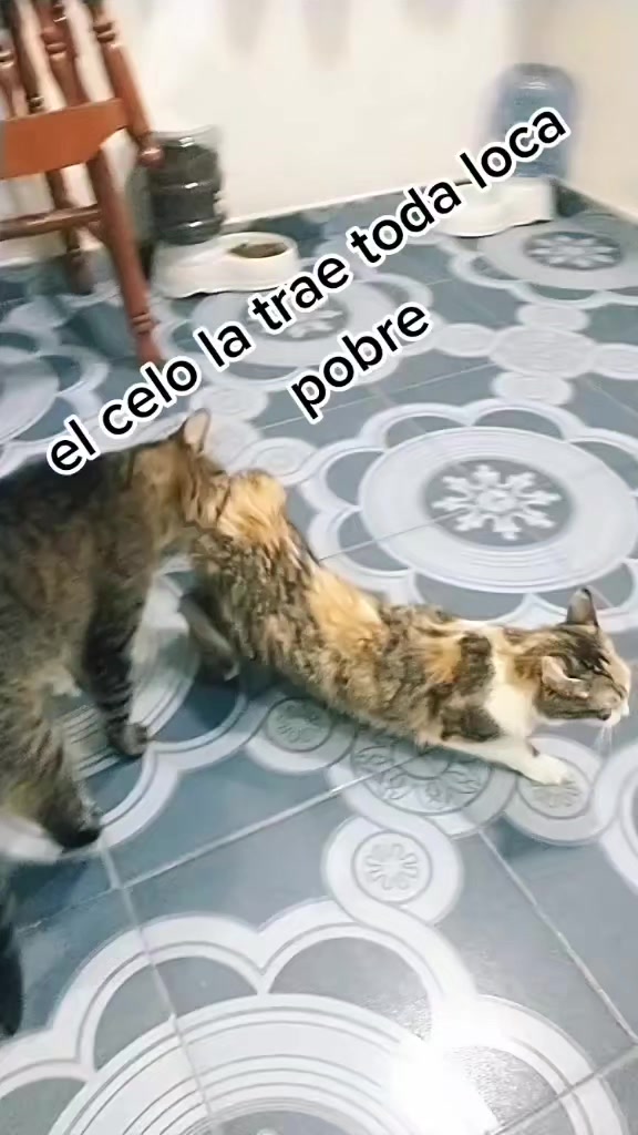 @petuchis