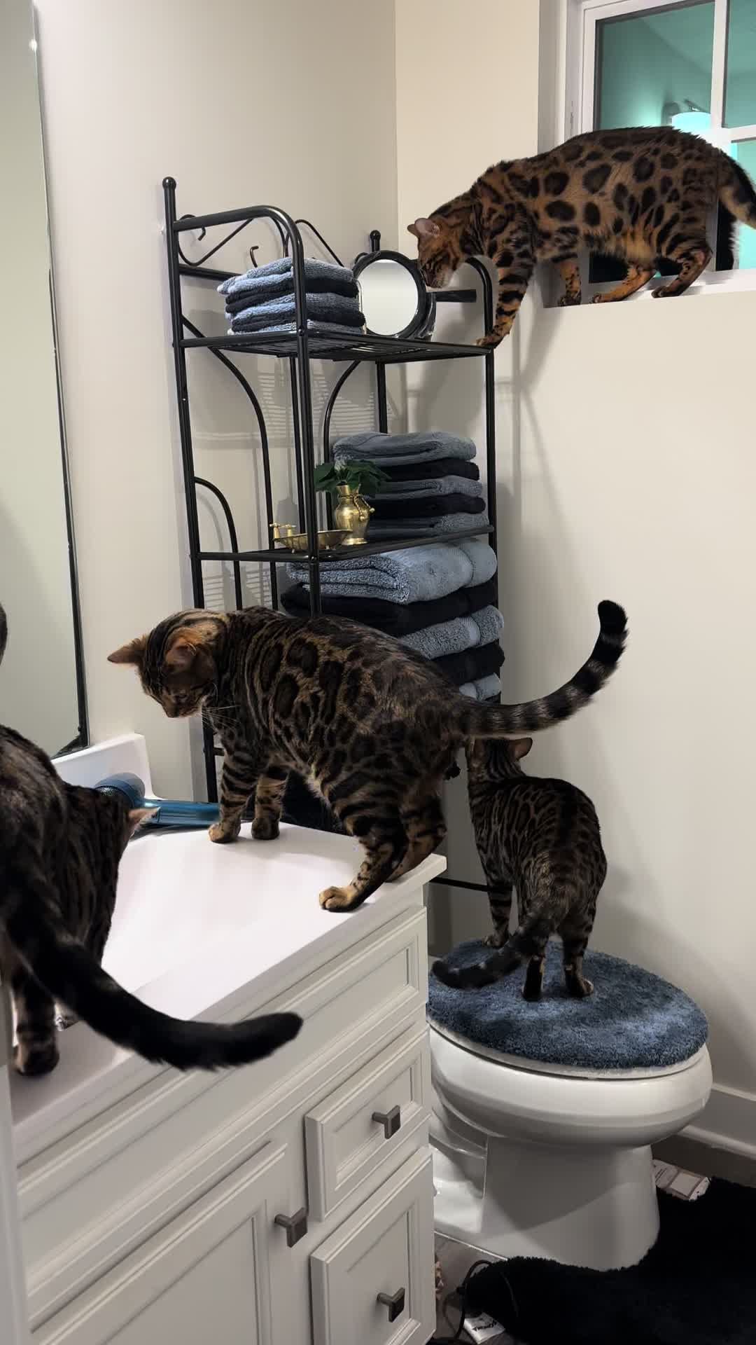 @Tiny Leopard Cats