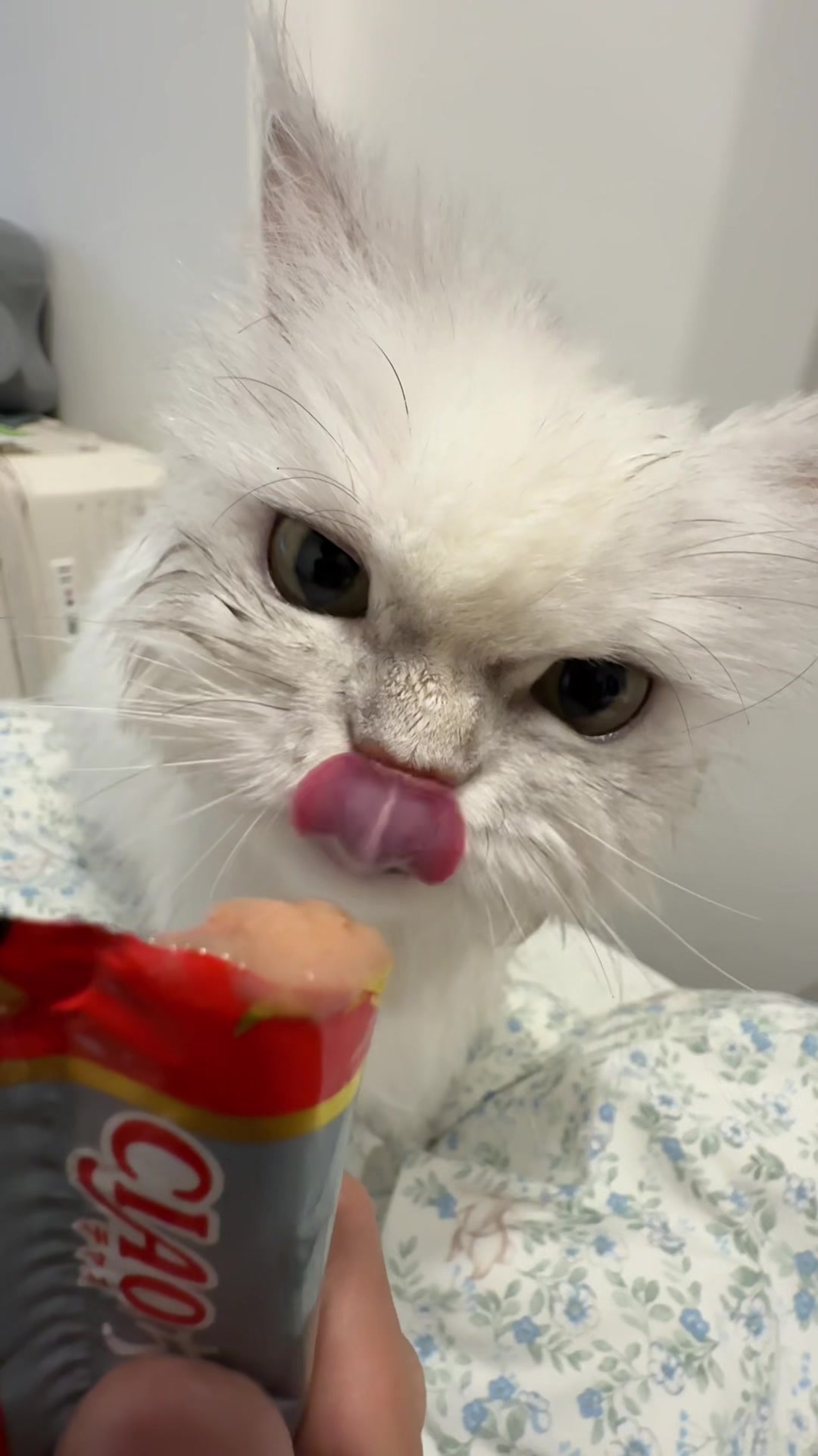 @🐱GAWII🐱